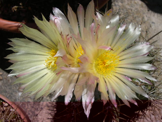 DSCN0042.JPG