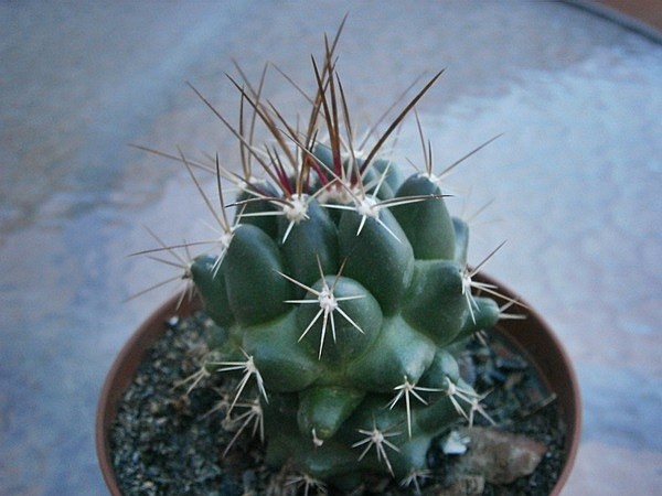¿Coryphantha delaetiana?