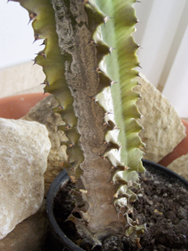 cactus.jpg