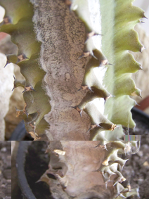 cactus1.jpg