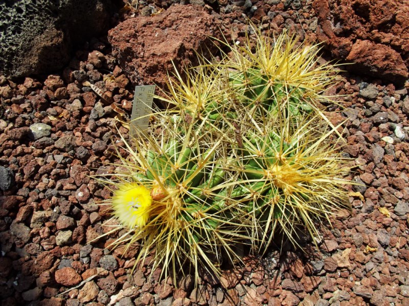 Ferobergia(F. x Leuchtembergia)DSCF3733 [800x600].jpg