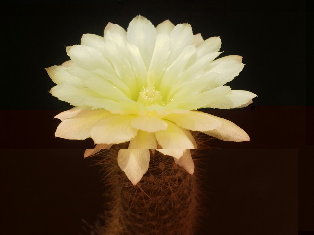 Eriosyce chilensis