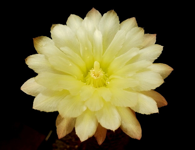 Eriosyce chilensis