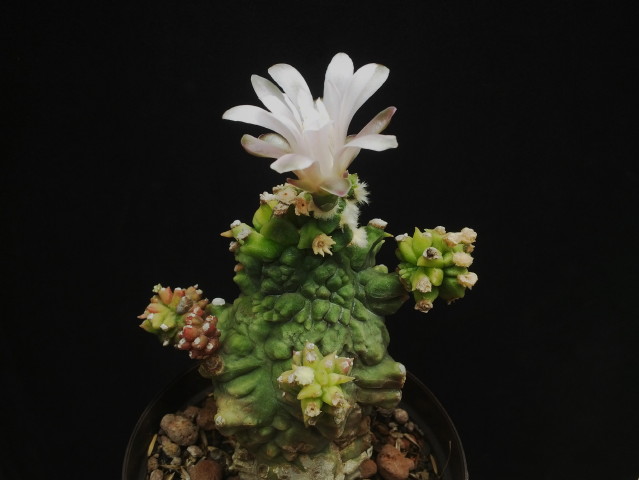 Gymnocalycium mihanovichii "kikko"