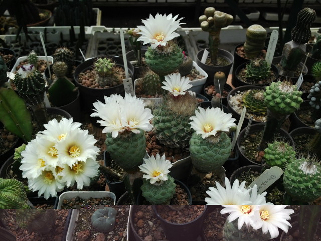 Strombocactus disciformis