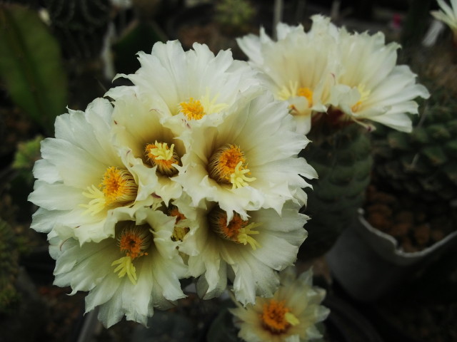 Strombocactus disciformis