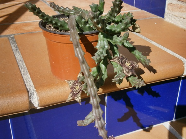 Orbea Variegata