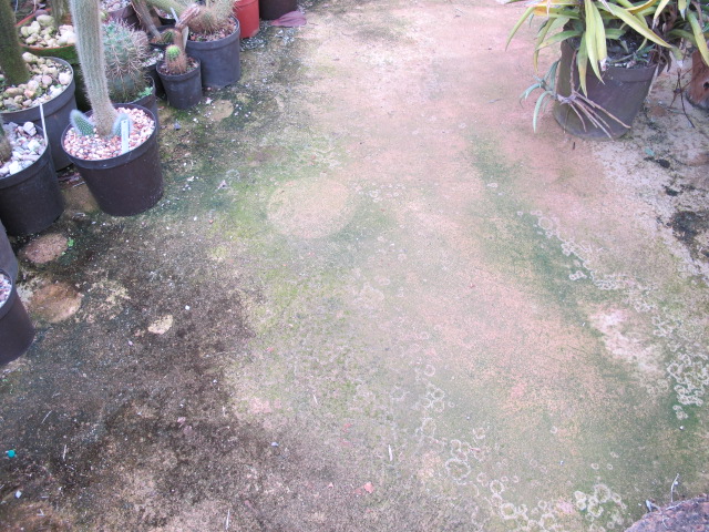 Piso de cemento