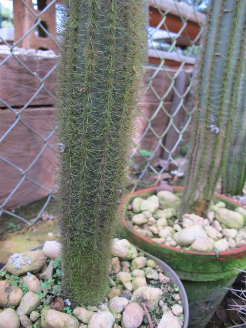 Pilosocereus lanuginosus