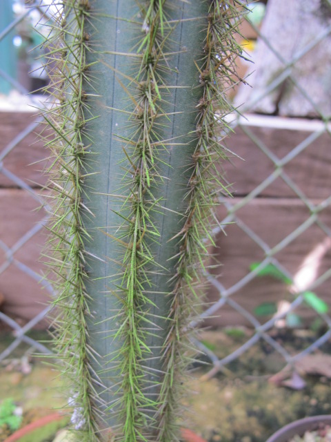Cereus azureus