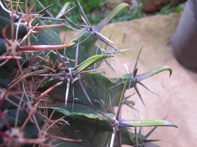 Espina de Ferocactus