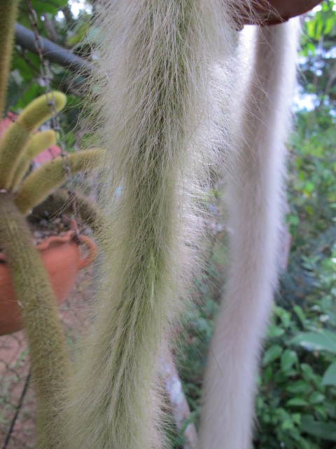 Cleistocactus winteri ssp colademononis