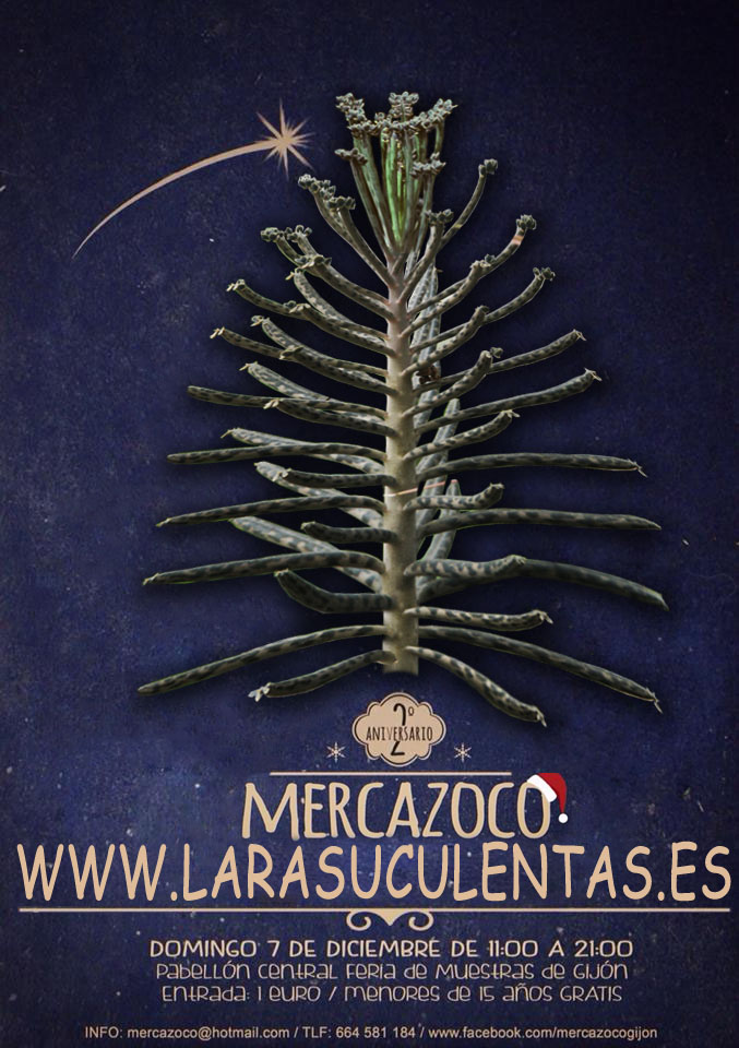 Mercazoco_Lara.jpg