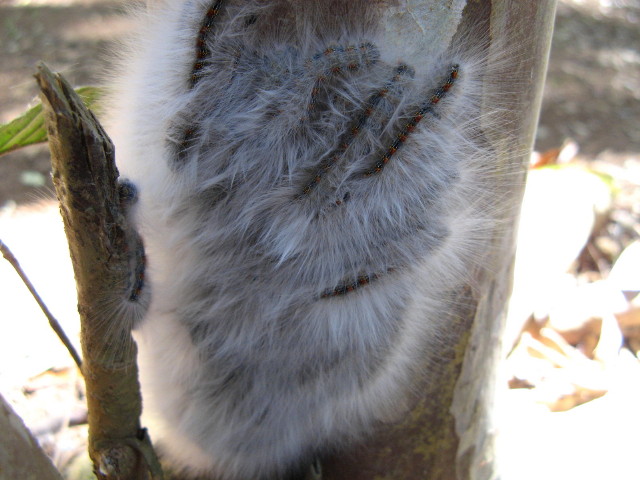 oruga (22).jpg