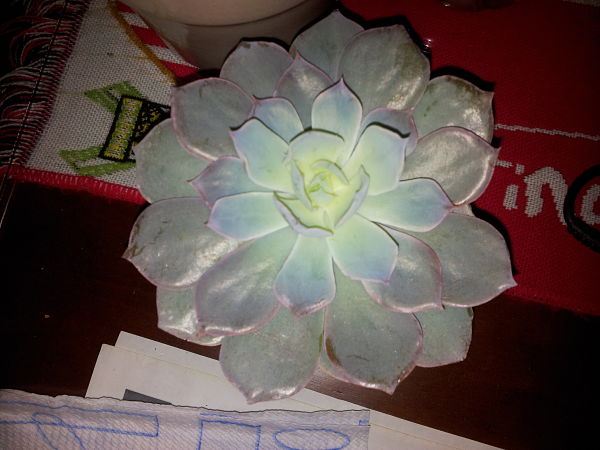 20141231_114707_opt.jpg