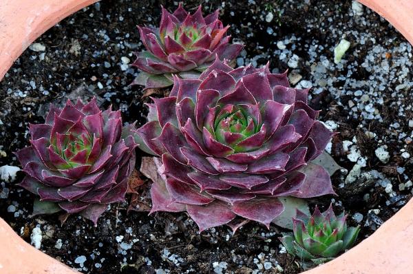 Sempervivum sp.