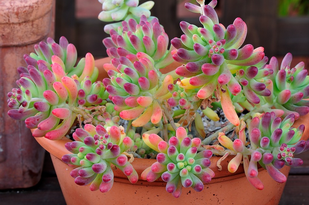 Sedum pachyphyllum