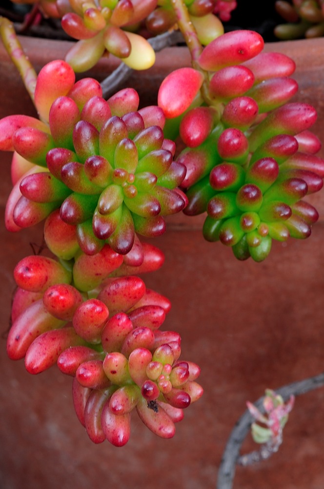 Sedum rubrotinctum