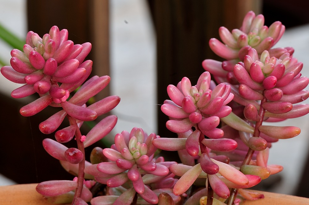 Sedum rubrotinctum cv 'Aurora'