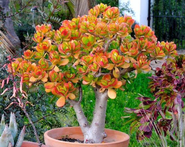 Crassula obvata