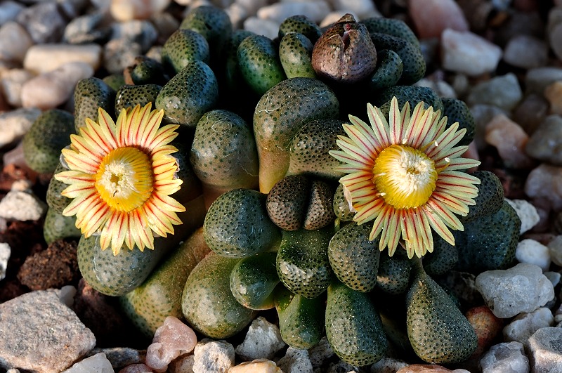 Aloinopsis schooneesii