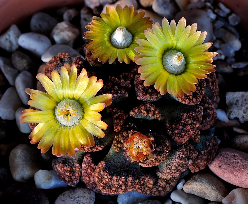 Titanopsis calcarea