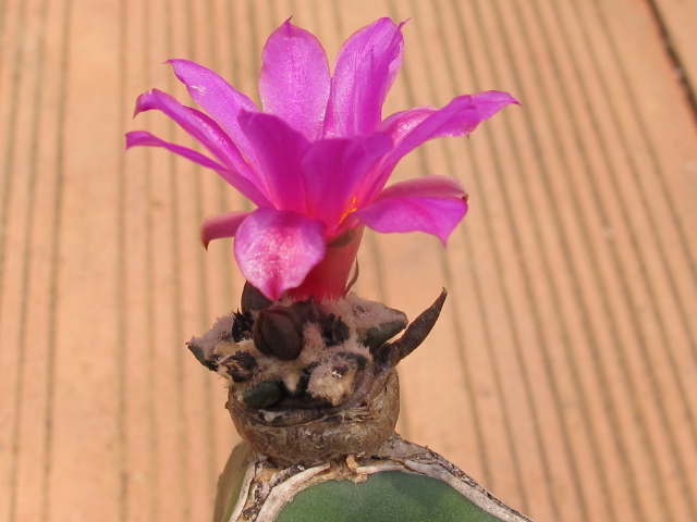 Ariocarpus kotschoubeyanus