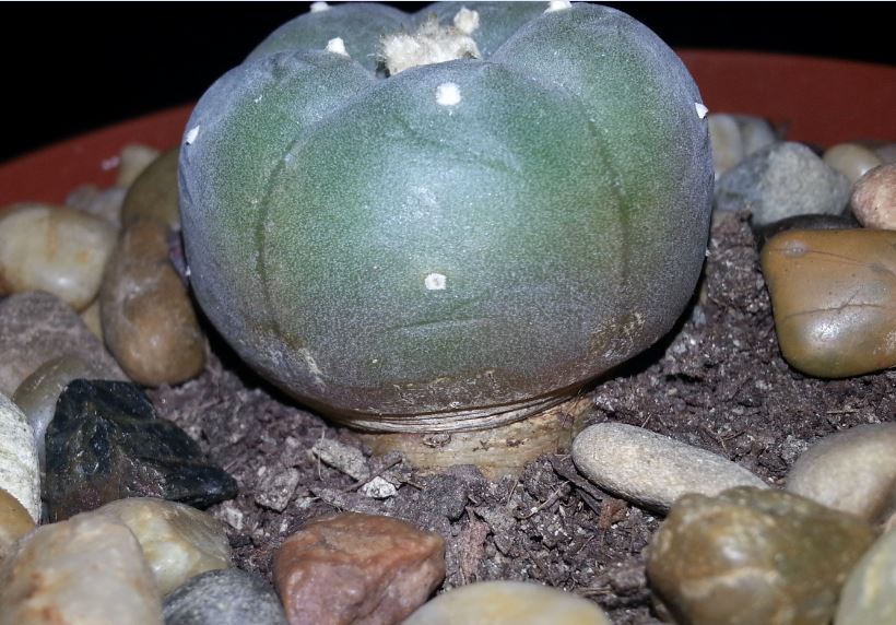 peyote.JPG
