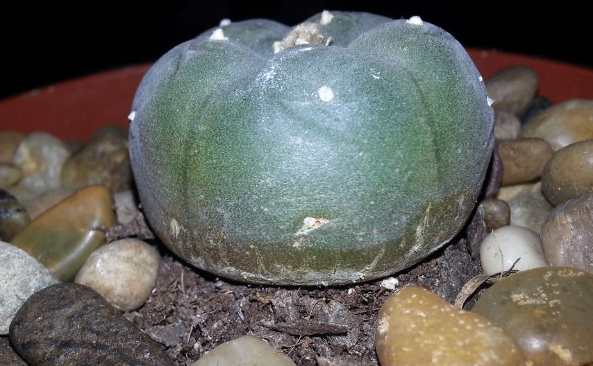 peyote1.JPG