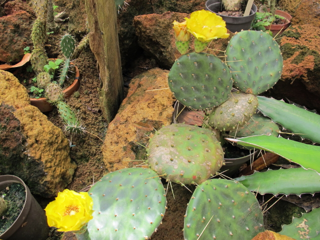 Opuntia (2).jpg