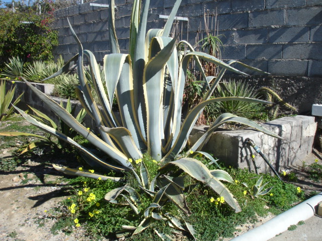 Agave americana.JPG