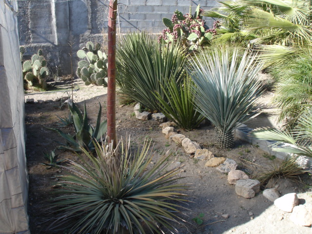 Yuccas pequeñas.JPG