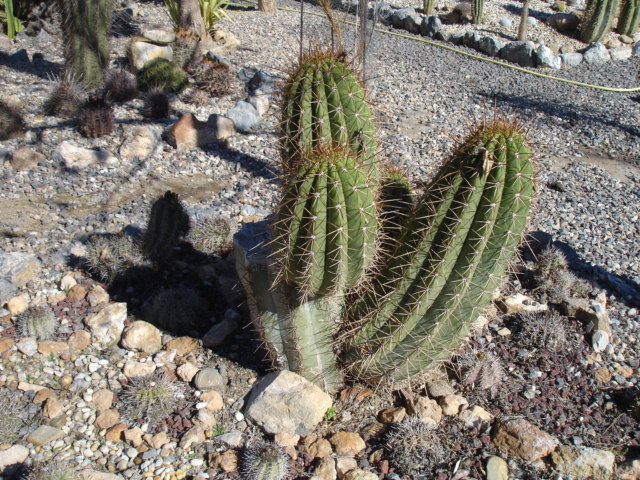 Echinopsis pasacana 02.15.JPG