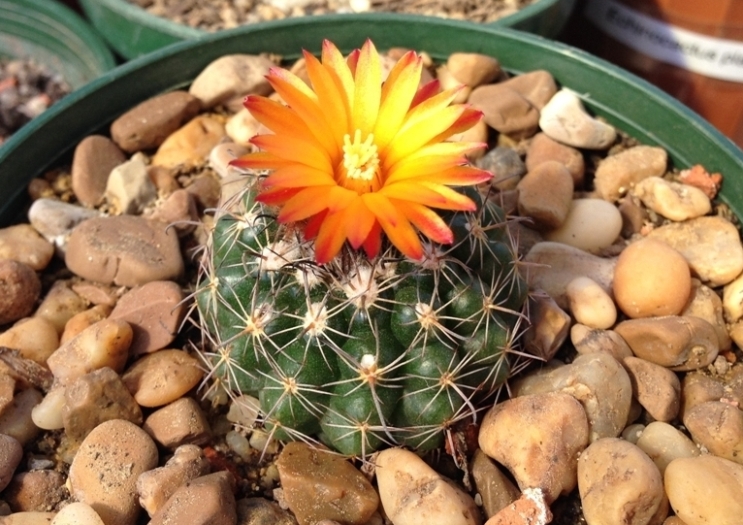 Parodia comarapana.JPG