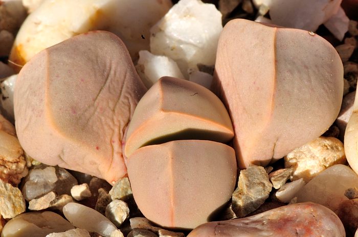 Lapidaria margaretae