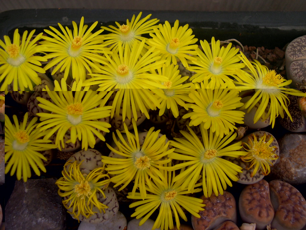 DSCN0013.JPG