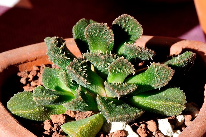 Aloinopsis setifera