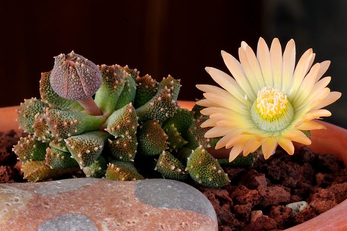 Aloinopsis luckhoffii