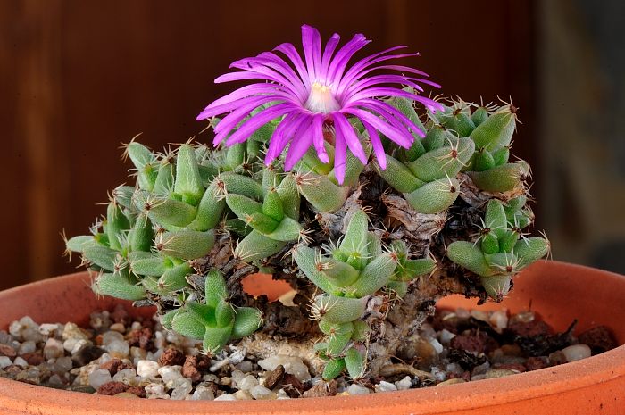 Trichodiadema densum