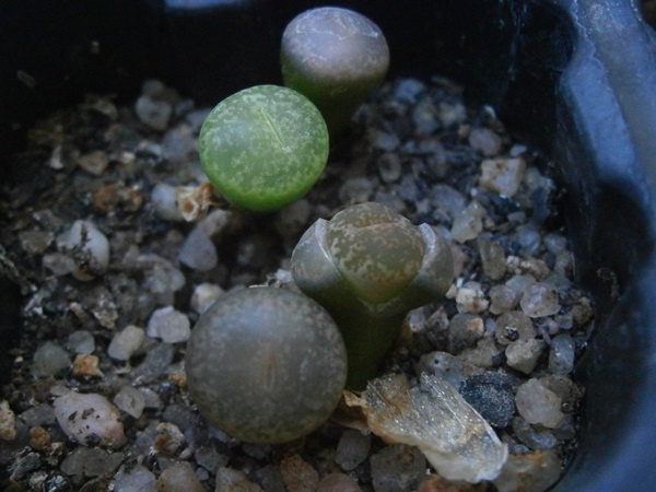 Lithops lesliei &quot;albinigols&quot; cambiando &quot;hojas&quot;