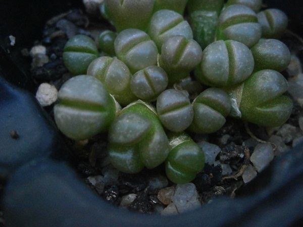 Lithops elisae marmorata con tres lóbulos