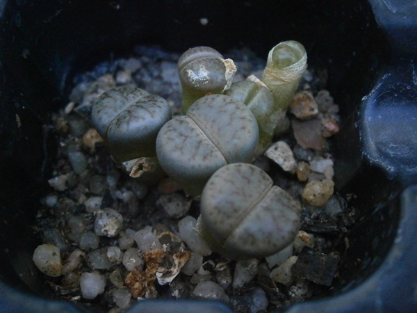 Lithops schwantesii var. marthae  1 cm. de diametro