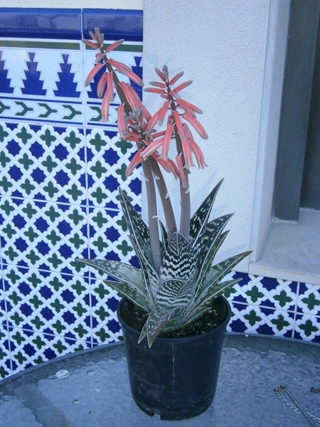 Aloe ¿?  en flor