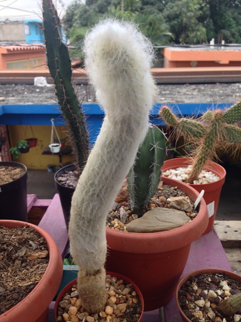 Esposota lanata2.jpg