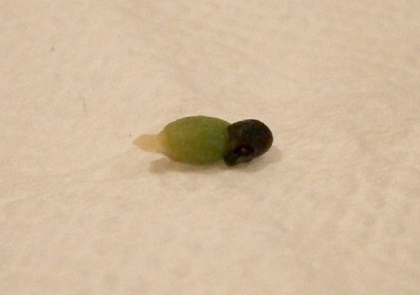 Semilla de F. pottsii germinada en el interior del fruto