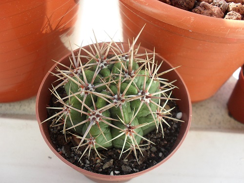 cactus 026.JPG