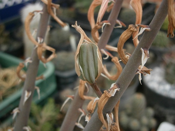 Fruto de Aloe variegata