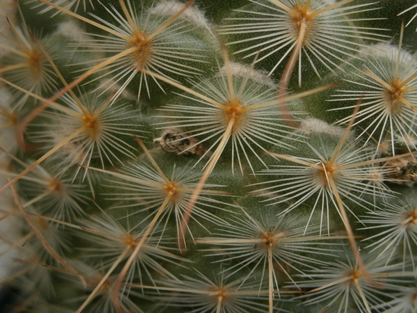 Detalle espinas