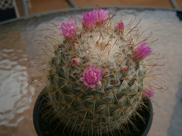 Mammillaria ¿?