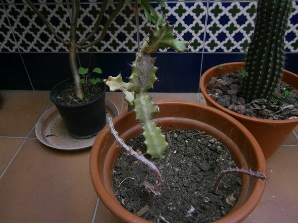 Euphorbia eyassiana y Euphorbia lactea